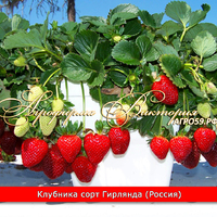 Клубника для дома, купить саженцы (КРУПНОМЕР! ОГРОМНЫЙ КУСТ, УРОЖАЙ В ГОД ПОСАДКИ) Клубника для дома, купить саженцы (КРУПНОМЕР! ОГРОМНЫЙ КУСТ, УРОЖАЙ В ГОД ПОСАДКИ)